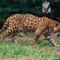 Jaguars - The Untamed World