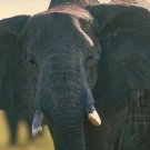 Elephants- The Astonishing Elephant - Part II
