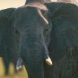 Elephants- The Astonishing Elephant - Part II