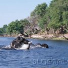 Elephants - The Astonishing Elephant - Part I