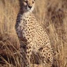 Cheetahs