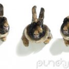 Rabbits & Rodents