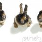 Rabbits & Rodents