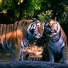 Tigers