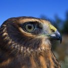 Raptors - Eagles - Hawks - Falcons & Vultures - Part IV