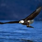 Raptors - Eagles - Hawks - Falcons & Vultures - Part III