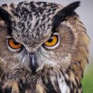 Raptors - Eagles - Hawks - Falcons & Vultures - Part II