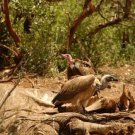 Raptors - Eagles - Hawks - Falcons & Vultures - Part I