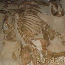 Prehistoric Life - Fossil Mammals