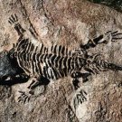 Prehistoric Life - Fossil Reptiles