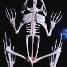 Prehistoric Life - Fossil Amphibians