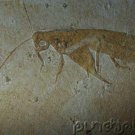 Prehistoric Life - Fossil Invertebrates
