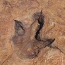 Prehistoric Life - Fossil Clues To Prehistoric Life