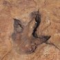 Prehistoric Life - Fossil Clues To Prehistoric Life