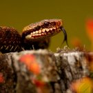Snakes - Evaluation Of Mystery In Nature Synthesis - Part III
