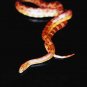 Snakes - Evaluation Of Mystery In Nature - Diversity - Part II