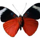 Insects - Noninsects Hexapods - Part III