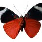 Insects - Noninsects Hexapods - Part III