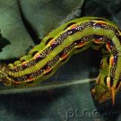 Insects - Insects - Part II