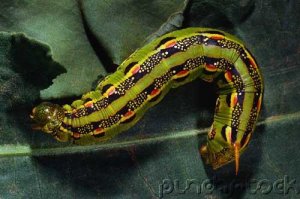 Insects - Insects - Part II