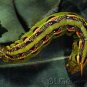 Insects - Insects - Part II