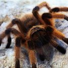 Insects - Spiders & Other Terrestrial Arthropids