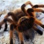 Insects - Spiders & Other Terrestrial Arthropids