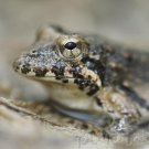 Amphibians