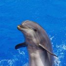 Sea Mammals - Part V