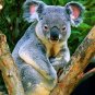 Small Herbivores - Insect-Eaters & Marsupials - Part III