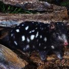 Small Herbivores - Part II