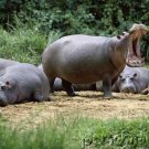Large Herbivores - Part I