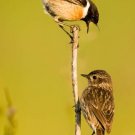 Bird Behavior - Communication