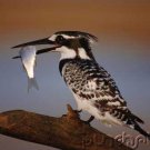 Bird Behavior - Diet & Way of Life
