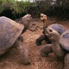 Animal Communication