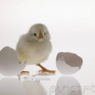 Growth & Reproduction