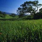 The Living Environment