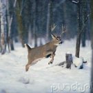 Movement & Shelter
