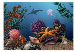 Ocean Life - Fragile Environments