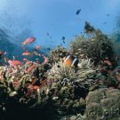 Ocean Life - Complex Communities