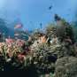 Ocean Life - Complex Communities