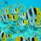 Ocean Life - Marine Lifestyles