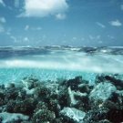 Ocean Life - The Web Of Life