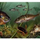 Ocean Life - Evolution & Extinction