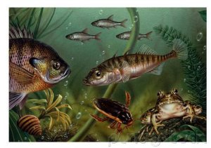 Ocean Life - Evolution & Extinction