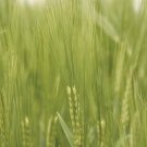 Environmental Impacts II