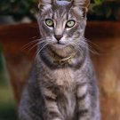 Introduction To Shorthairs