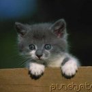 Feline Design