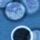 Curriculum Design & Instruction To Teach Science - The Living Cell