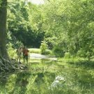 Curriculum Design & Instruction To Teach Science - Ecology - Ecosystems & The Environment